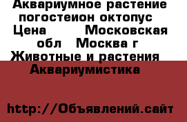 Аквариумное растение погостеион октопус › Цена ­ 40 - Московская обл., Москва г. Животные и растения » Аквариумистика   